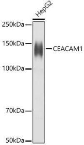 Western blot analysis of extracts of HepG2 cells, using Anti-CEACAM1 Antibody (A11472) at 1:1,000 dilution