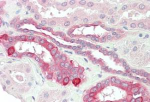 Anti-TNFRSF14 Antibody (A84150) (5µg/ml) staining of paraffin embedded Human Kidney. Steamed antigen retrieval with citrate buffer pH 6, AP-staining.