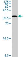 Anti-DAAM1 Mouse Polyclonal Antibody