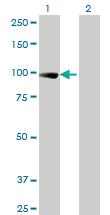 Anti-TCEB3 Mouse Monoclonal Antibody [clone: 1F3]