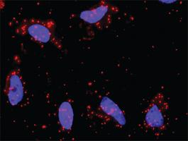 Anti-FASLG + FYN Antibody Pair