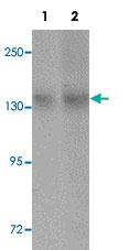 Anti-NLRC3 Rabbit Polyclonal Antibody