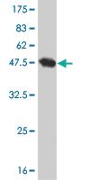 Anti-SDF2 Mouse Monoclonal Antibody [clone: 3G7-1D6]