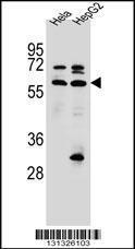 Anti-SEPN1 Rabbit Polyclonal Antibody