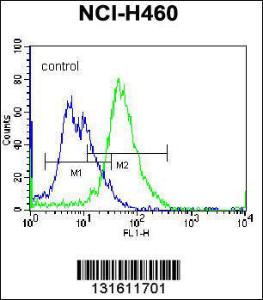 Anti-PLCL2 Rabbit Polyclonal Antibody (FITC (Fluorescein Isothiocyanate))