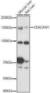 Western blot analysis of extracts of various cell lines, using Anti-CEACAM1 Antibody (A11472) at 1:1,000 dilution