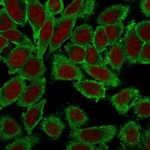 Immunofluorescent analysis of PFA fixed HeLa cells stained with Anti-Moesin Antibody [MSN/491] followed by Goat Anti-Mouse IgG (CF&#174; 488) (Green). The nuclear counterstain is RedDot (Red).