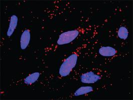 Anti-CCNB1 + FZR1 Antibody Pair