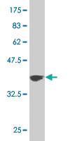 Anti-DAAM1 Mouse Monoclonal Antibody [clone: 4H3]