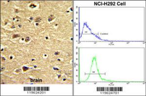 Anti-CLINT1 Rabbit Polyclonal Antibody