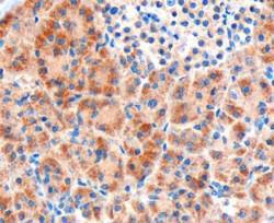 Anti-FZD8 Antibody (A84154) (3µg/ml) staining of paraffin embedded Human Pancreas. Microwaved antigen retrieval with Tris/EDTA buffer pH9, HRP-