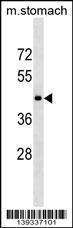 Anti-HTR1D Rabbit Polyclonal Antibody (Biotin)