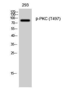 Western blot analysis of 293 cells using Anti-PKC-pan (phospho Thr497) Antibody