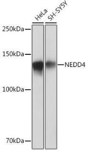 Antibody A305969-100 100 µl