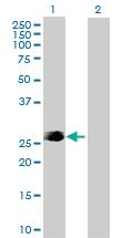 Anti-FADD Rabbit Polyclonal Antibody