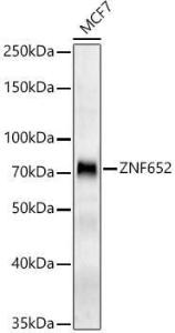 Western blot analysis of MCF7, using Anti-ZNF652 Antibody (A309812) at 1:900 dilution. The secondary antibody was Goat Anti-Rabbit IgG H&L Antibody (HRP) at 1:10,000 dilution.