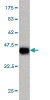 Anti-DAAM1 Mouse Monoclonal Antibody [clone: 5D3]