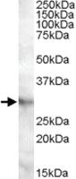 Anti-APOA1BP Goat Polyclonal Antibody