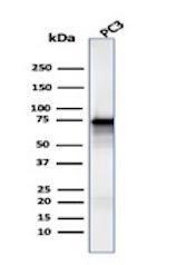 Western blot analysis of human PC3 cell lysate using Anti-Moesin Antibody [MSN/491]