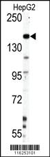 Anti-NES Rabbit Polyclonal Antibody