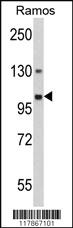 Anti-GNAS Rabbit Polyclonal Antibody