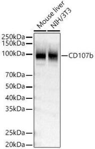 Western blot analysis of various lysates, using Anti-LAMP2 Antibody (A309814) at 1:3,000 dilution. The secondary Antibody was Goat Anti-Rabbit IgG H&L Antibody (HRP) at 1:10000 dilution. Lysates/proteins were present at 25 µg per lane