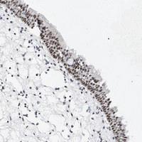 Anti-VEZF1 Rabbit Polyclonal Antibody