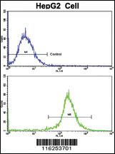 Anti-NES Rabbit Polyclonal Antibody