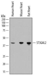 Anti-ST3GAL2 Sheep Polyclonal Antibody