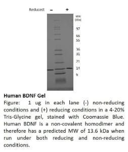 Human recombinant BDNF (from <i>E. coli</i>)