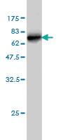 Anti-SDSL Mouse Monoclonal Antibody [clone: M2]