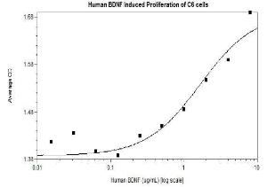 Human recombinant BDNF (from <i>E. coli</i>)