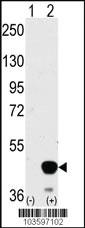 Anti-MAP2K2 Rabbit Polyclonal Antibody