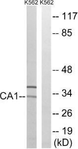 Antibody anti-CA1 A100057-100 100 µg