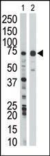 Anti-WEE1 Rabbit Polyclonal Antibody (APC (Allophycocyanin))