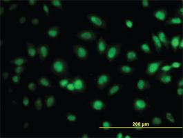 Anti-TCEB3 Mouse Monoclonal Antibody [clone: 1F3]