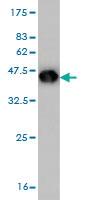 Anti-FHL1 Mouse Monoclonal Antibody [clone: 2A9]