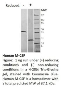 Human recombinant M-CSF (from <i>E. coli</i>)