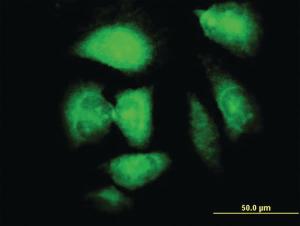 Anti-NDN Mouse Monoclonal Antibody [clone: 1B3]