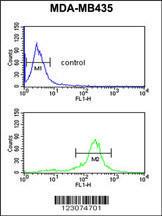 Anti-C19orf26 Rabbit Polyclonal Antibody (APC (Allophycocyanin))