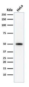 Western blot analysis of human HeLa cell lysate using Anti-p53 Antibody [SPM590]