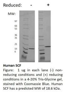 Human recombinant SCF (from <i>E. coli</i>)