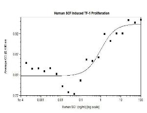 Human recombinant SCF (from <i>E. coli</i>)