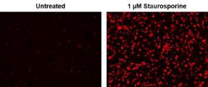 Annexin v tritc lab 20031