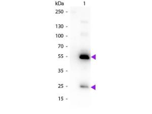 Rabbit-A-human IgG (H+L) 2mg