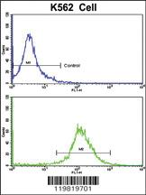 Anti-RASIP1 Rabbit Polyclonal Antibody