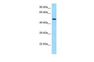 Anti-SLC19A2 Rabbit Polyclonal Antibody