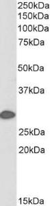 Antibody A84165-100 100 µg