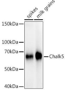 Antibody A309816-100 100 µl