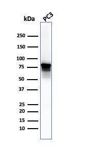 Western blot analysis of PC3 cell lysate using Anti-Moesin Antibody [SPM562]